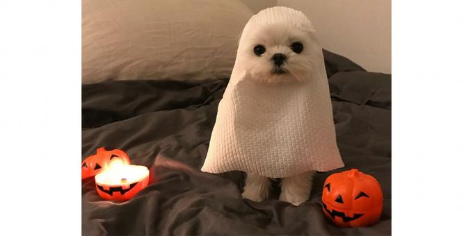 costume de chien Halloween