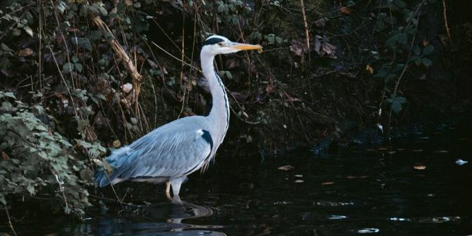 Survie de la faune: n'allez pas aux oiseaux pour trouver de l'eau