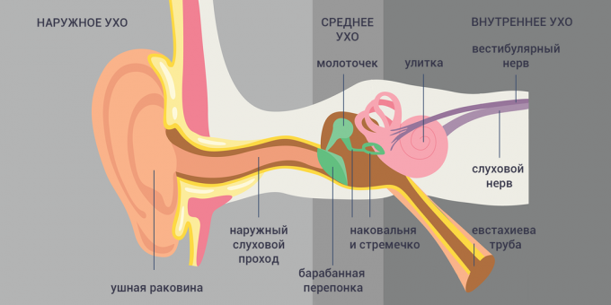 Tubo-otite: structure de l'oreille 