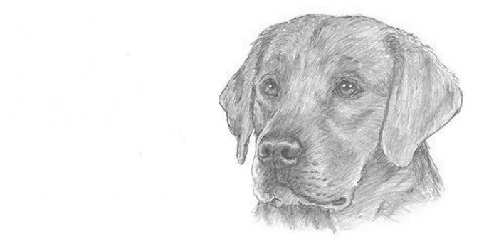 Comment dessiner un museau de chien réaliste