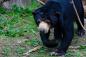 Malaisie: 452 mètres tours jumelles et un ours en peluche miniature