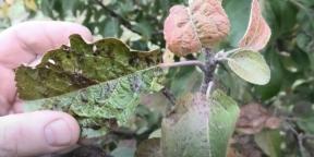 Comment traiter les pommiers, les poires et autres plantes de la tavelure