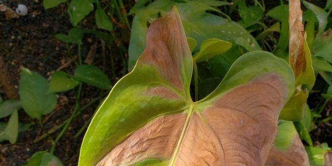 Comment traiter anthurium, quand les feuilles des taches brunes
