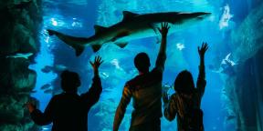 5 raisons de visiter l'aquarium