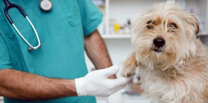 Des visites régulières chez le vétérinaire, le chien va soulager de nombreux problèmes de santé