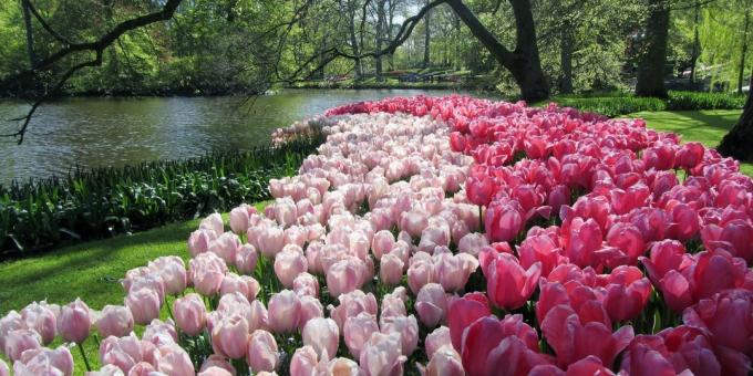 Où aller en Europe: Jardin Keukenhof, Pays-Bas