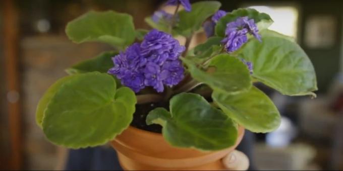 Comment prendre soin de violettes: un besoin de pot