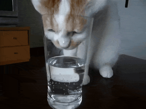 Cat eau potable