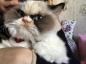 Grumpy Cat 2.0: le nouveau chat grincheux conquiert Internet