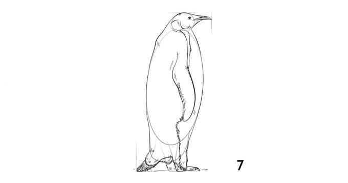 Comment dessiner un pingouin