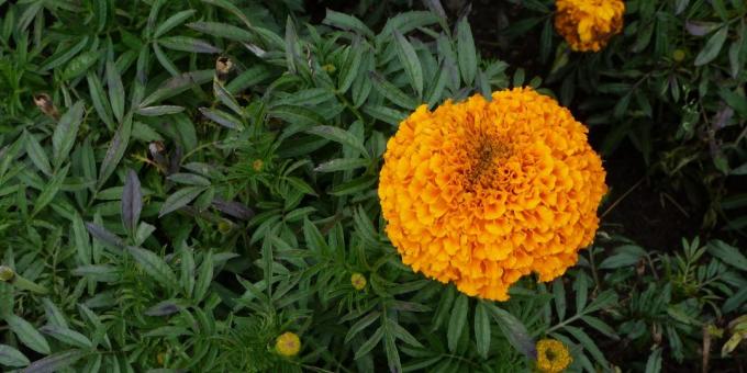fleurs pour Unpretentious parterres de fleurs: Marigold