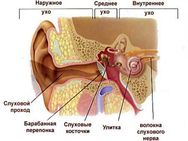 la structure de l'oreille