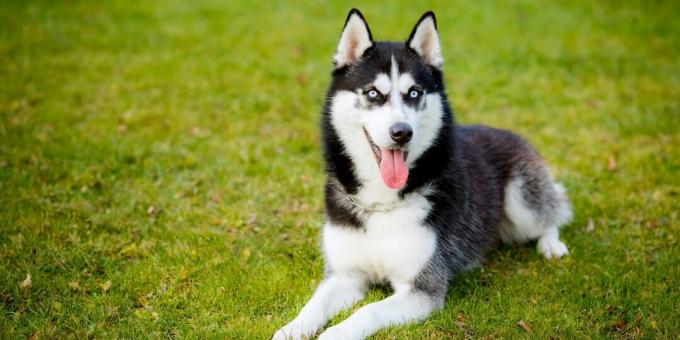 À quoi ressemblent les huskies