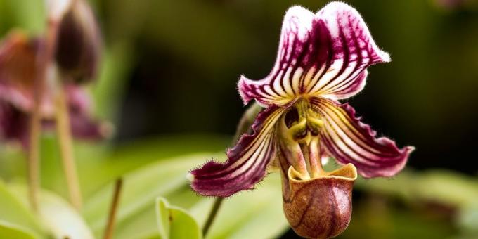 Comment prendre soin des orchidées Pafiopedilum