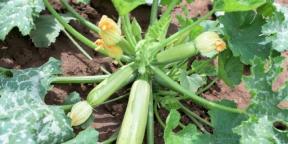 Comment planter et entretenir les courgettes pour obtenir une récolte riche