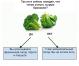 Comment manger avec excès de combat: test de brocoli