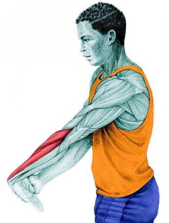 Anatomie d'étirement: l'étirement des extenseurs avant-bras