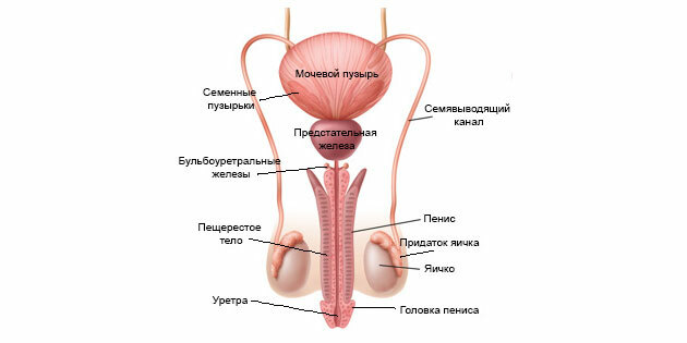 L'éjaculation: la structure du système reproducteur masculin
