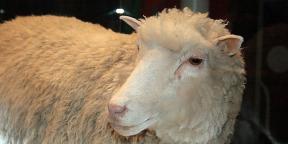Ce qui a changé dans le monde du clonage depuis l'époque de Dolly le mouton