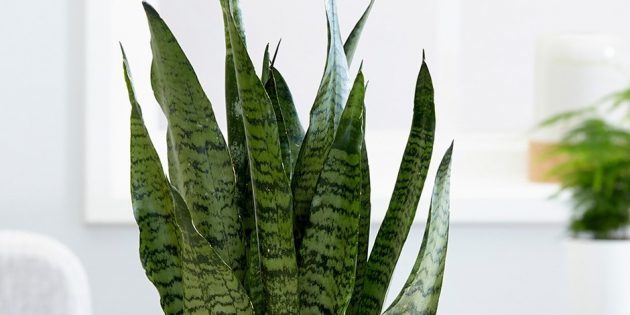 Plantes d'intérieur Shade: sansevieriya zeylanika