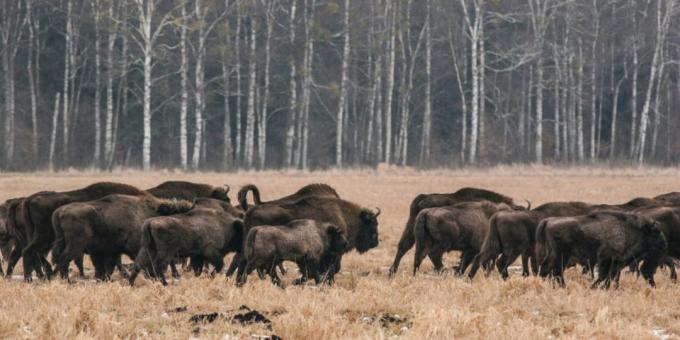 Reposez en Biélorussie: Bialowieza