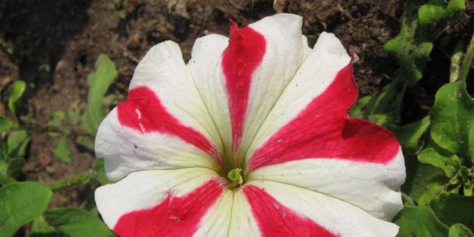 fleurs pour Unpretentious parterres de fleurs: Petunia grandiflora