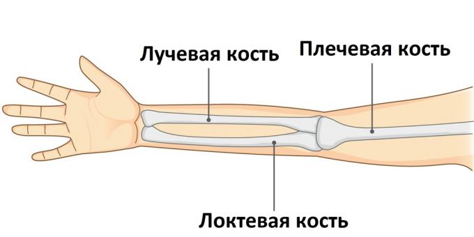 Lorsqu'un bras est cassé, l'un de ses trois os est blessé.
