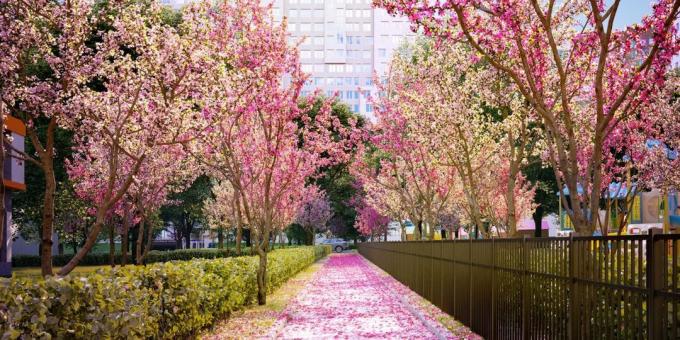 "Rumyantsevo-Park", fleurs de cerisier