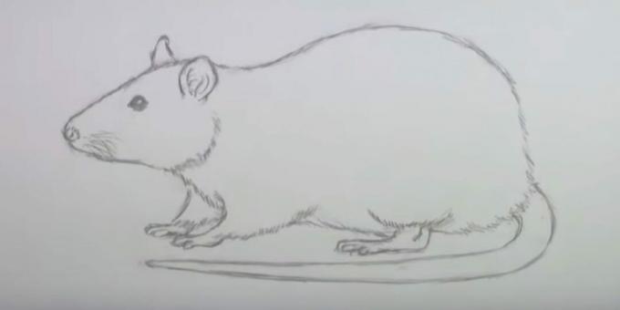 Comment dessiner une souris: effacer des croquis