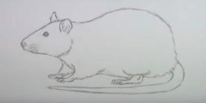 15 façons de dessiner une souris ou un rat