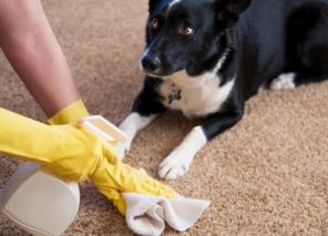 Comment nettoyer le tapis: la règle générale, les taches difficiles et produits de nettoyage