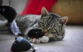 Jouets pour les chats: comment ne pas apporter votre animal de compagnie à l'esprit