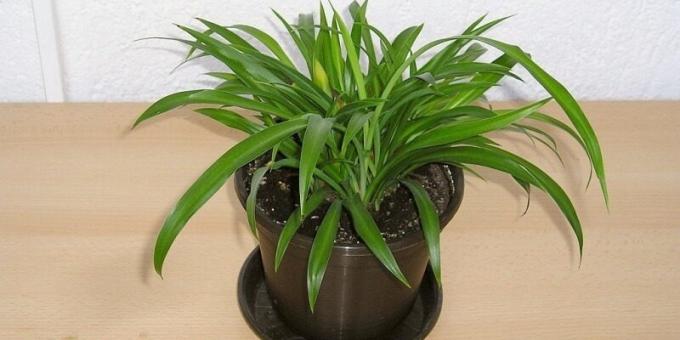 plantes de ombrière: Chlorophytum