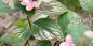 5 raisons pour lesquelles les hortensias ne fleurissent pas