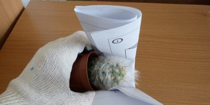 Comment transplanter la fleur, si la greffe un cactus, prenez l'aide d'un rouleau de papier