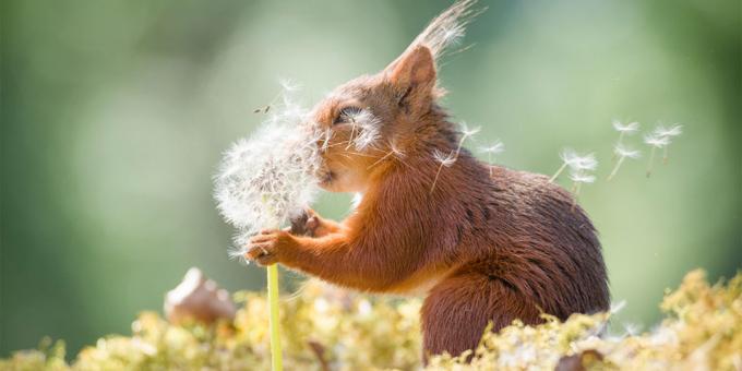 Les plupart des photos des animaux ridicules - écureuil avec le pissenlit