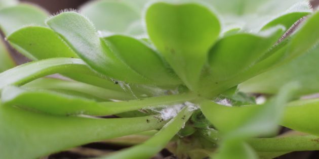 Comment se débarrasser de cochenilles