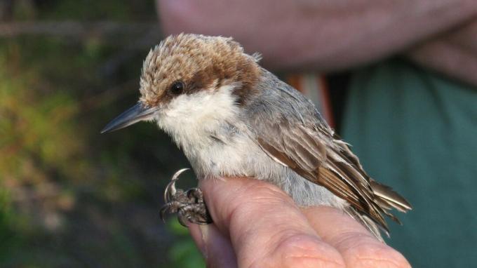 4 espèces animales éteintes en 2019