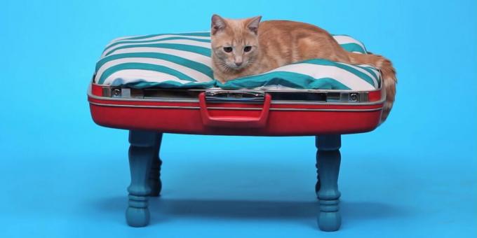 Comment faire un lit pour chat à faire soi-même à partir d'une valise
