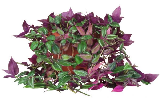 Tradescantia (Tradescantia)