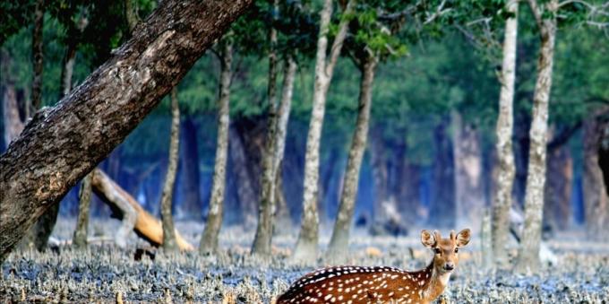 Sundarbans, en Inde et au Bangladesh