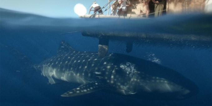 Films de requins: "Kon-Tiki"
