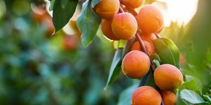 Produits de saison: abricots