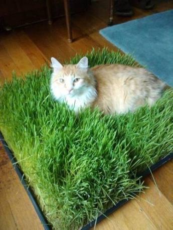 Tapis d'herbe pour chat