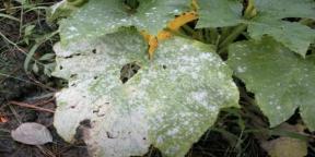 Comment se débarrasser de l'oïdium sur les concombres et autres plantes