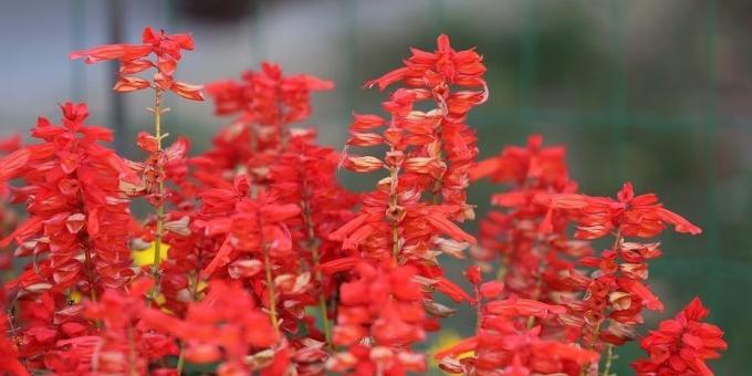 fleurs pour Unpretentious parterres de fleurs: Salvia mousseux