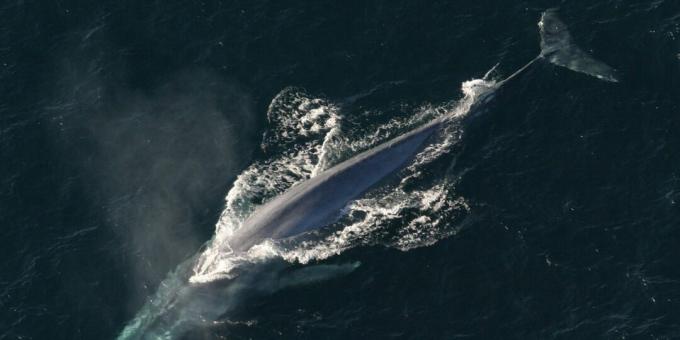Une baleine bleue peut avaler un humain