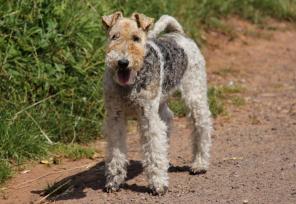 23 races de chiens parfaits pour les coureurs