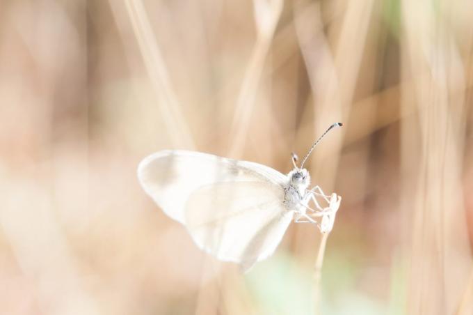 la beauté de photographier un papillon