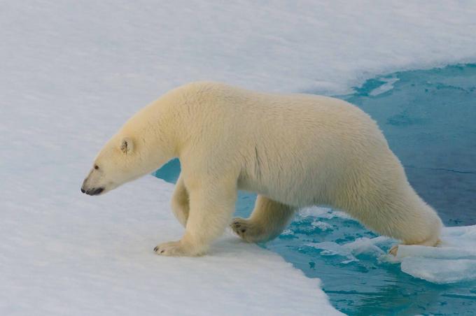 Faits intéressants: les ours polaires ne peuvent pas être détectés avec un imageur thermique